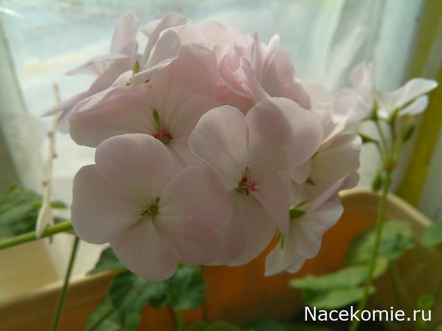 Eva1949 - Дом мечты-души моей воспоминания; 1Abrikoska - Мой гостеприимный дом