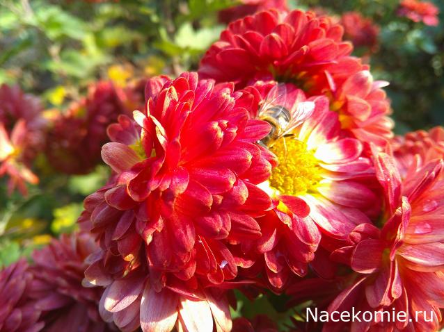 Eva1949 - Дом мечты-души моей воспоминания; 1Abrikoska - Мой гостеприимный дом