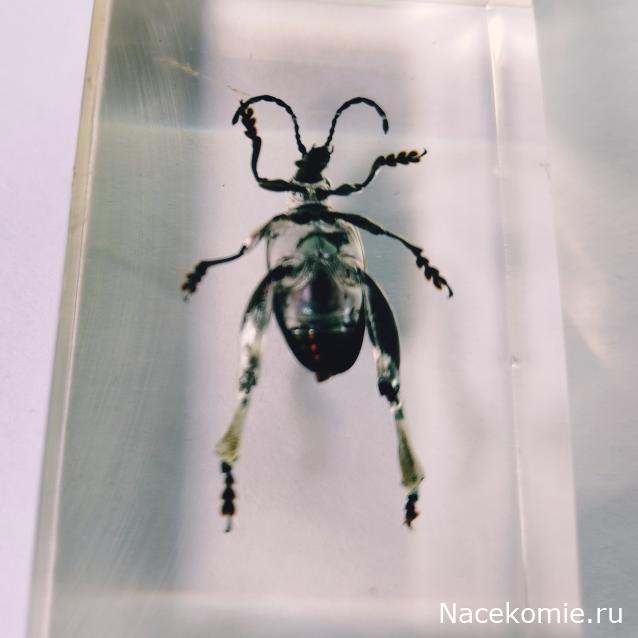 Коллекция zhuki