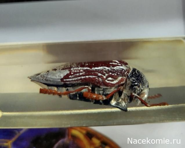 Коллекция zhuki