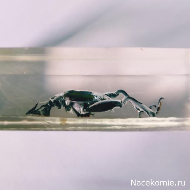 Коллекция zhuki