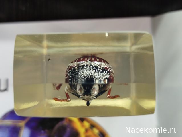 Коллекция zhuki