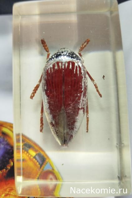 Насекомые & Ко №9 - Стерноцера Хильдебрандта