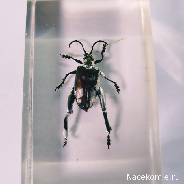 Коллекция zhuki