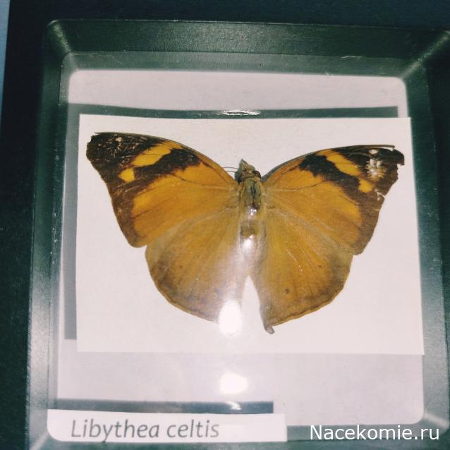 Коллекция zhuki