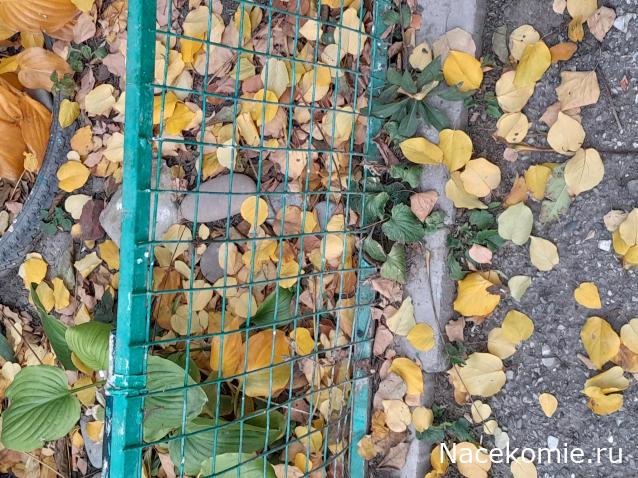 Liana65-Snegana - Мой будущий дом и его обитатели.