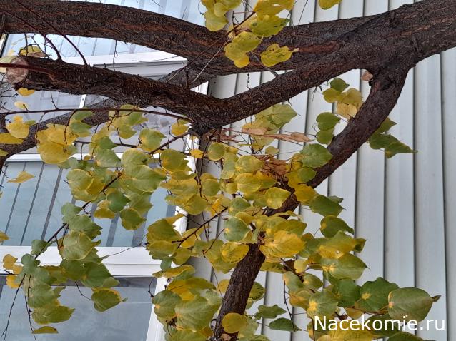 Liana65-Snegana - Мой будущий дом и его обитатели.