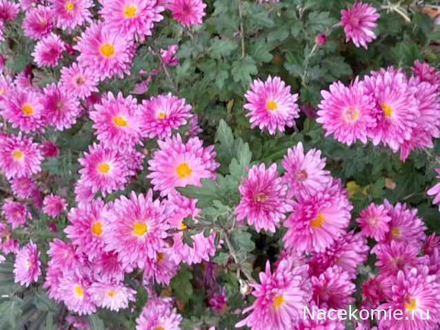 Liana65-Snegana - Мой будущий дом и его обитатели.