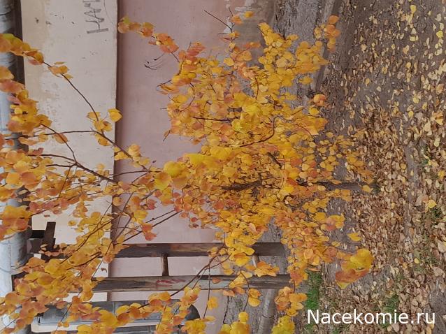 Liana65-Snegana - Мой будущий дом и его обитатели.