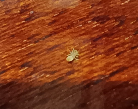 Помощь в определении насекомых