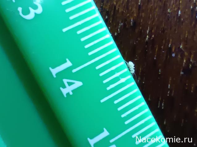 Помощь в определении насекомых