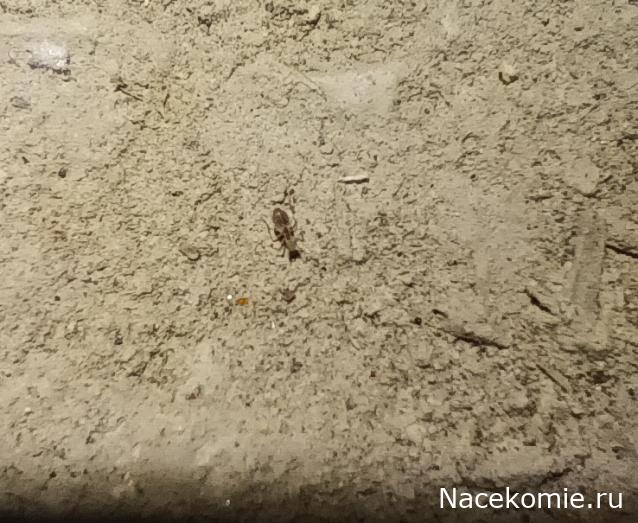 Помощь в определении насекомых