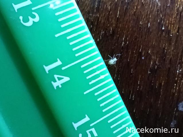 Помощь в определении насекомых