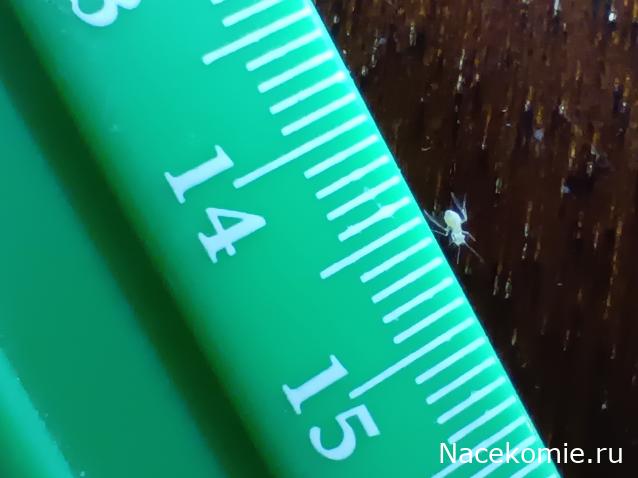 Помощь в определении насекомых