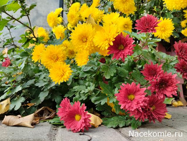 Wazira - Дом на краю России