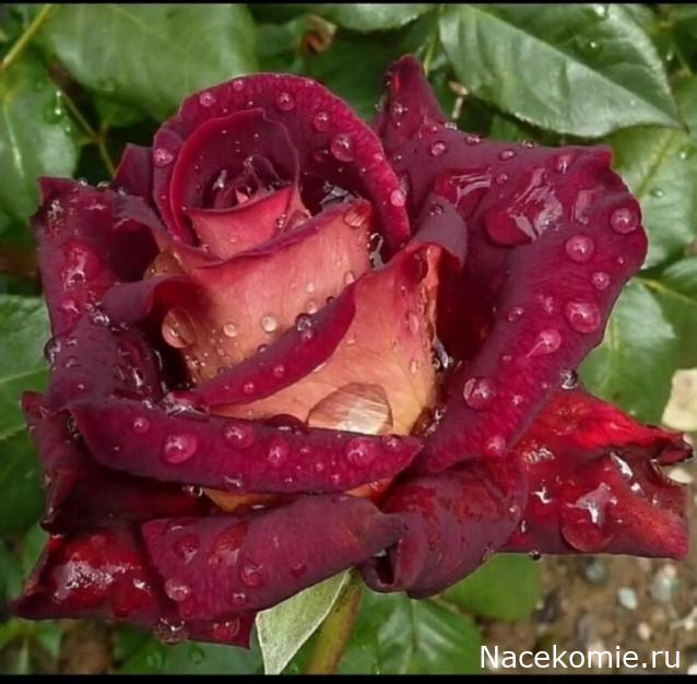 olga63- не знаю что получится