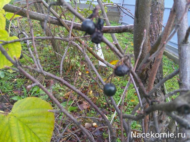 Eva1949 - Дом мечты-души моей воспоминания; 1Abrikoska - Мой гостеприимный дом