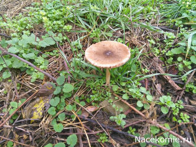 Eva1949 - Дом мечты-души моей воспоминания; 1Abrikoska - Мой гостеприимный дом