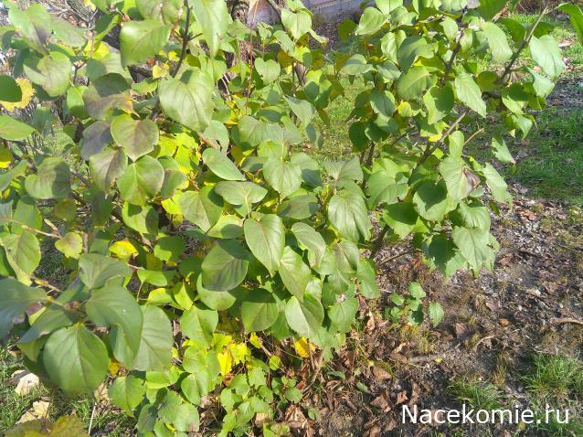 Eva1949 - Дом мечты-души моей воспоминания; 1Abrikoska - Мой гостеприимный дом