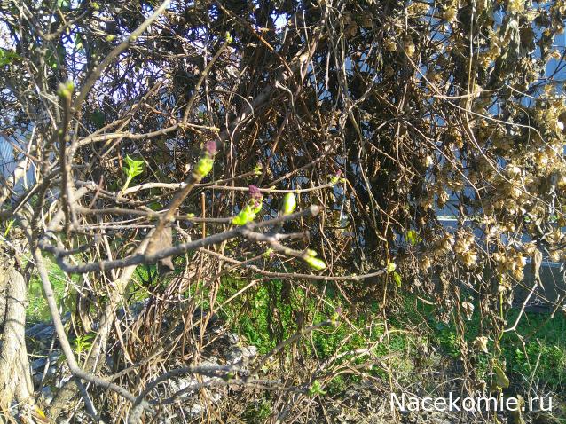 Eva1949 - Дом мечты-души моей воспоминания; 1Abrikoska - Мой гостеприимный дом