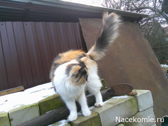 Eva1949 - Дом мечты-души моей воспоминания; 1Abrikoska - Мой гостеприимный дом