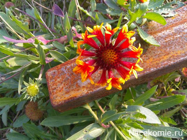 Eva1949 - Дом мечты-души моей воспоминания; 1Abrikoska - Мой гостеприимный дом