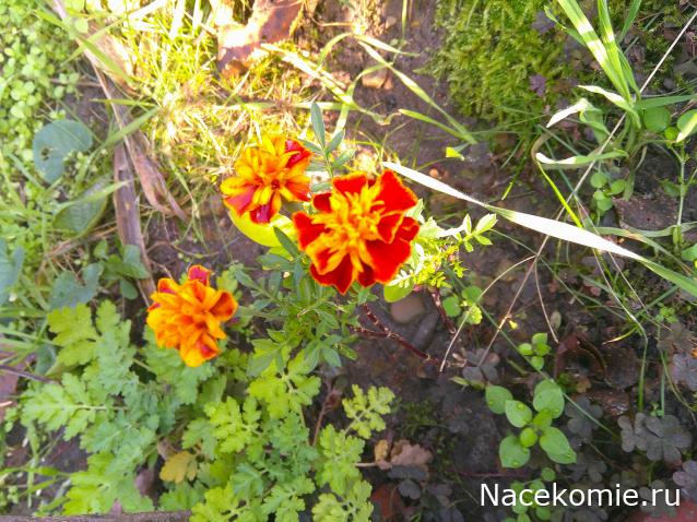 Eva1949 - Дом мечты-души моей воспоминания; 1Abrikoska - Мой гостеприимный дом