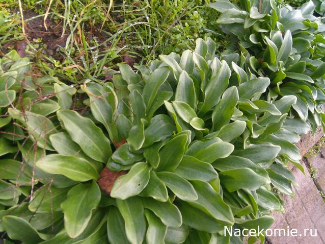 Eva1949 - Дом мечты-души моей воспоминания; 1Abrikoska - Мой гостеприимный дом