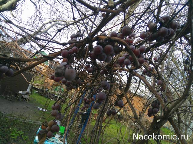 Eva1949 - Дом мечты-души моей воспоминания; 1Abrikoska - Мой гостеприимный дом