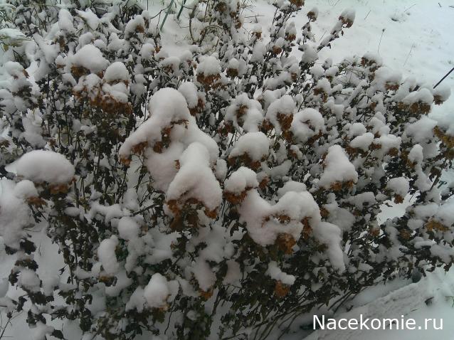 Eva1949 - Дом мечты-души моей воспоминания; 1Abrikoska - Мой гостеприимный дом