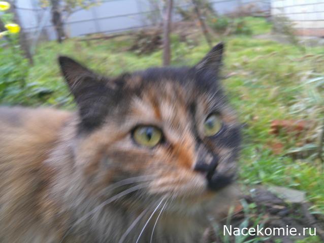 Eva1949 - Дом мечты-души моей воспоминания; 1Abrikoska - Мой гостеприимный дом