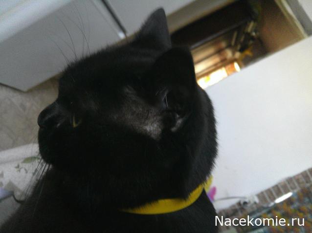 Eva1949 - Дом мечты-души моей воспоминания; 1Abrikoska - Мой гостеприимный дом