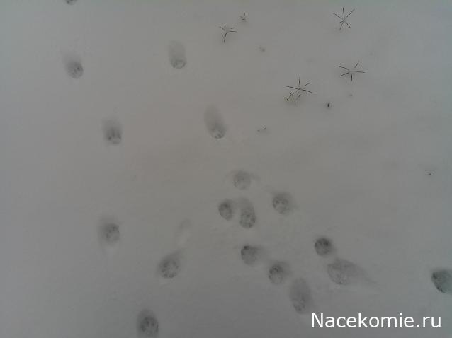 Eva1949 - Дом мечты-души моей воспоминания; 1Abrikoska - Мой гостеприимный дом