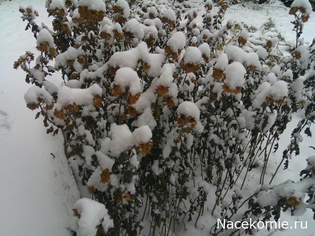 Eva1949 - Дом мечты-души моей воспоминания; 1Abrikoska - Мой гостеприимный дом