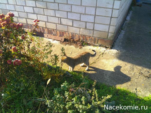 Eva1949 - Дом мечты-души моей воспоминания; 1Abrikoska - Мой гостеприимный дом