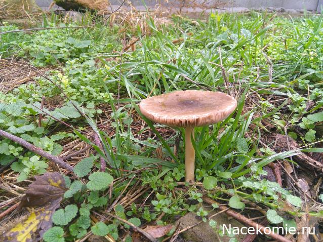 Eva1949 - Дом мечты-души моей воспоминания; 1Abrikoska - Мой гостеприимный дом