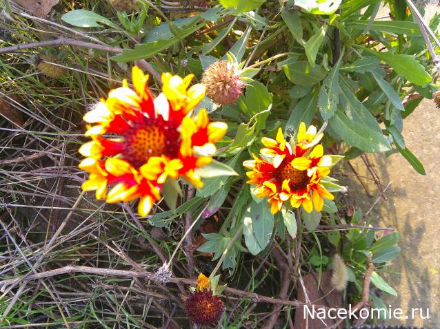 Eva1949 - Дом мечты-души моей воспоминания; 1Abrikoska - Мой гостеприимный дом