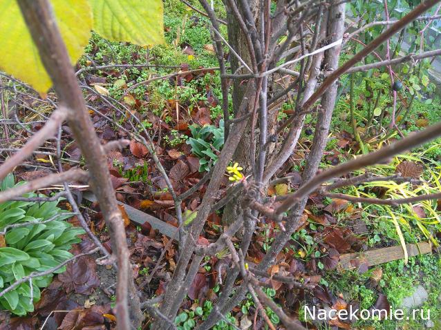 Eva1949 - Дом мечты-души моей воспоминания; 1Abrikoska - Мой гостеприимный дом