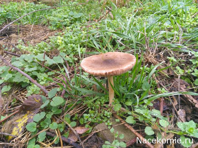 Eva1949 - Дом мечты-души моей воспоминания; 1Abrikoska - Мой гостеприимный дом