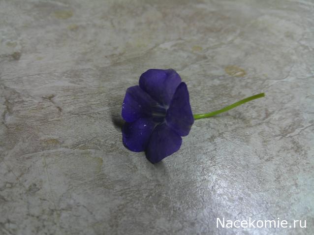 Eva1949 - Дом мечты-души моей воспоминания; 1Abrikoska - Мой гостеприимный дом