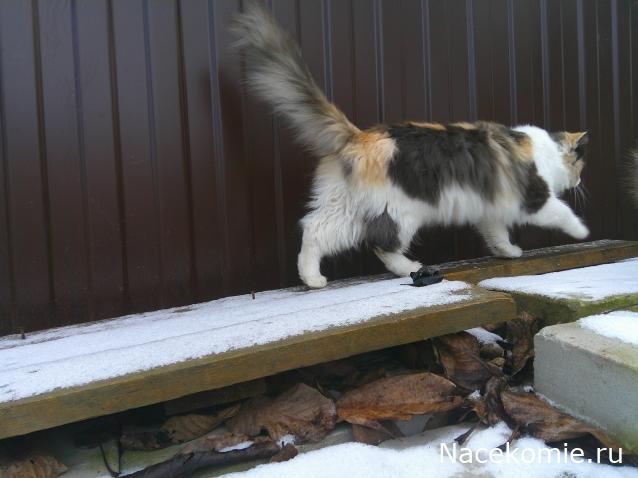Eva1949 - Дом мечты-души моей воспоминания; 1Abrikoska - Мой гостеприимный дом