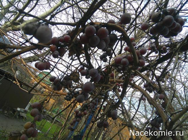 Eva1949 - Дом мечты-души моей воспоминания; 1Abrikoska - Мой гостеприимный дом