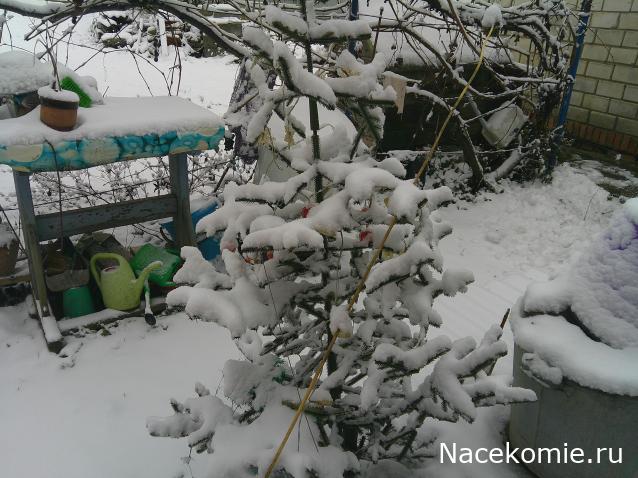 Eva1949 - Дом мечты-души моей воспоминания; 1Abrikoska - Мой гостеприимный дом