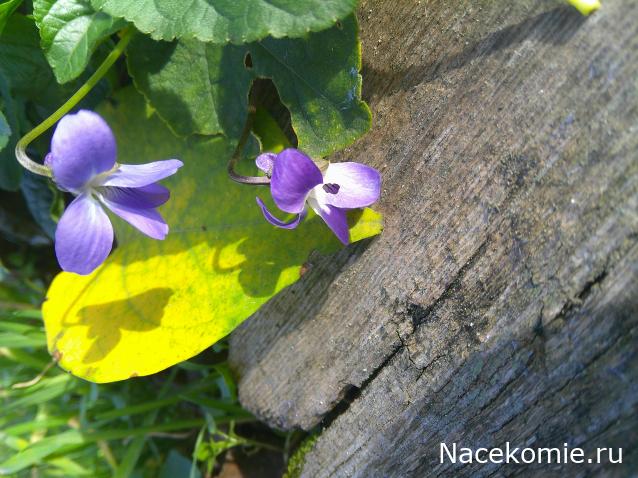 Eva1949 - Дом мечты-души моей воспоминания; 1Abrikoska - Мой гостеприимный дом