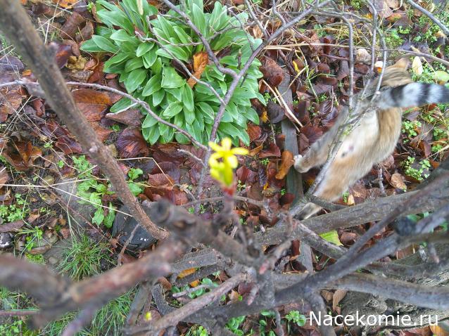 Eva1949 - Дом мечты-души моей воспоминания; 1Abrikoska - Мой гостеприимный дом