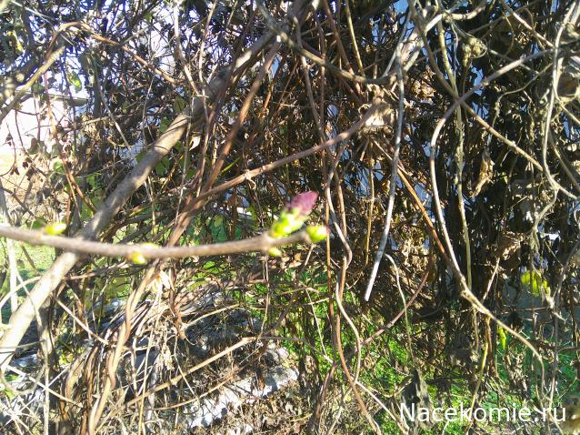 Eva1949 - Дом мечты-души моей воспоминания; 1Abrikoska - Мой гостеприимный дом