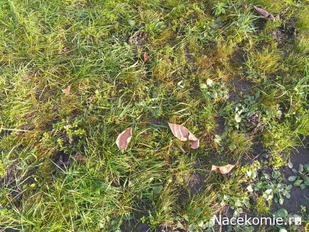 Eva1949 - Дом мечты-души моей воспоминания; 1Abrikoska - Мой гостеприимный дом