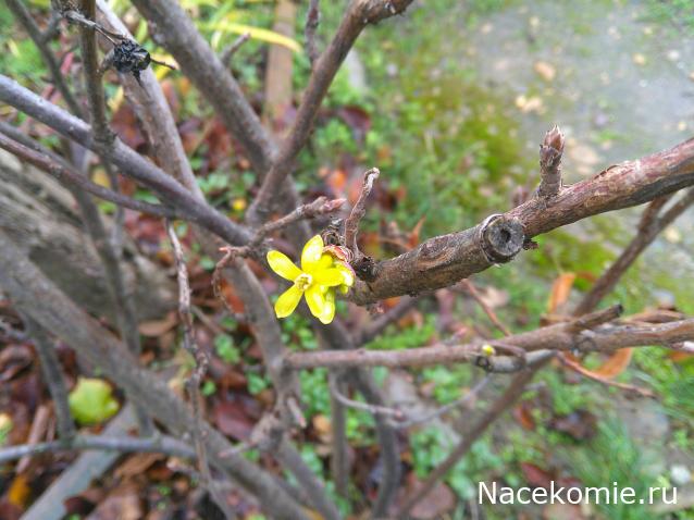 Eva1949 - Дом мечты-души моей воспоминания; 1Abrikoska - Мой гостеприимный дом