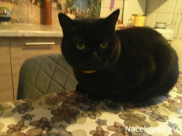 Eva1949 - Дом мечты-души моей воспоминания; 1Abrikoska - Мой гостеприимный дом