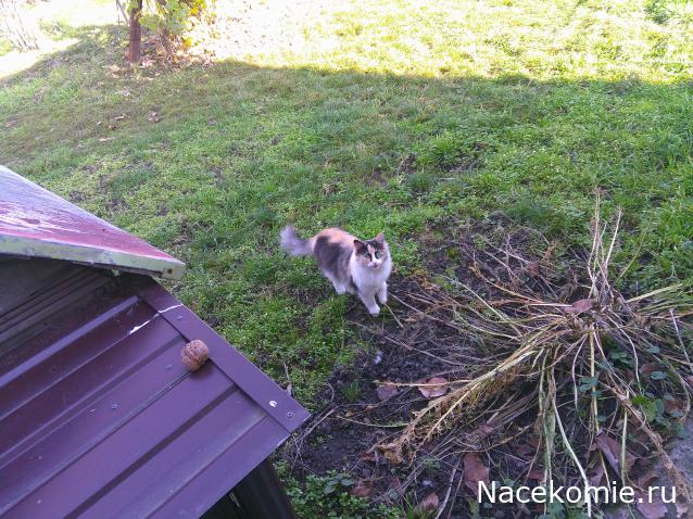 Eva1949 - Дом мечты-души моей воспоминания; 1Abrikoska - Мой гостеприимный дом